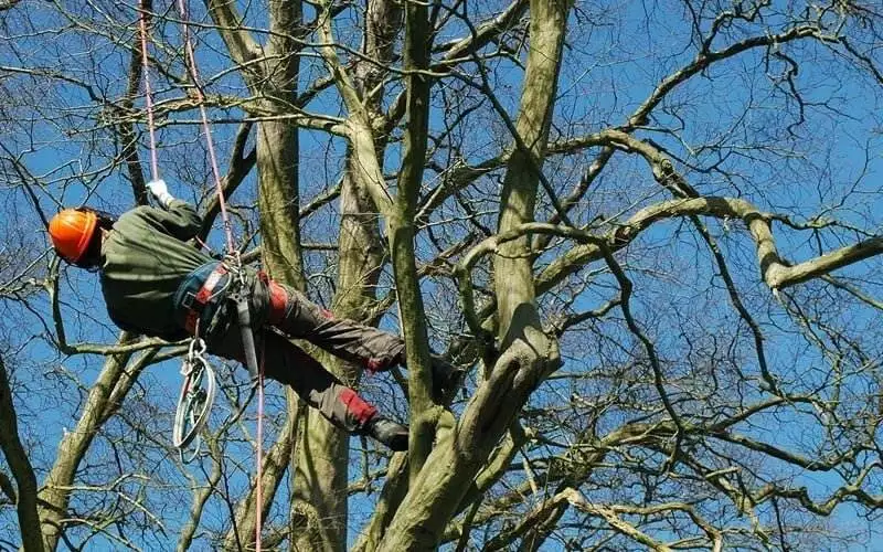 tree-surgery-1893997584