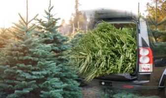 Christmas-tree-delivery-How-you-can-get-a-real-tree-delivered-straight-to-your-front-door-1351509-1990160464