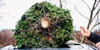 landscape-1507757698-christmas-tree-delivery-796906681